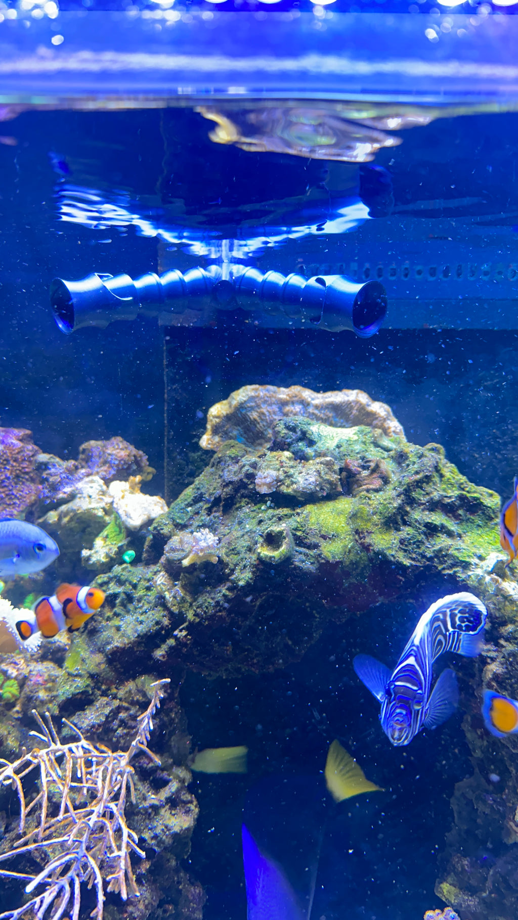 Buse double installée en sortie de refoulement dans un aquarium récifal